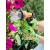 Gardan LX poliészter kertészkesztyű